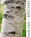 White birch 40911045