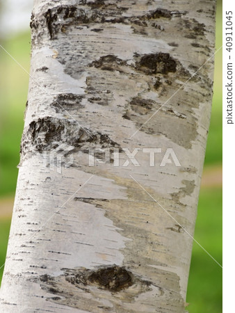 White birch 40911045
