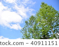 Sky and fresh green in Hokkaido 40911151