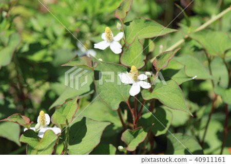 Houttuynia cordata flower 40911161