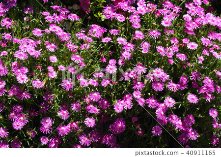 Matsubagiku flower 40911165