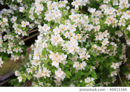 Baikutsugi花鐘Etoile Baikutsugi花鐘Etoile 40911166