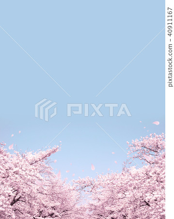 櫻花盛開 櫻花盛開 40911167