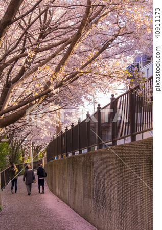 Sakura scattered walkway 40911173