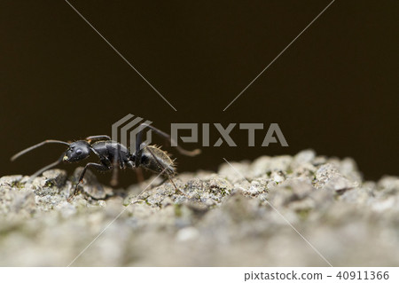 Running ant 40911366