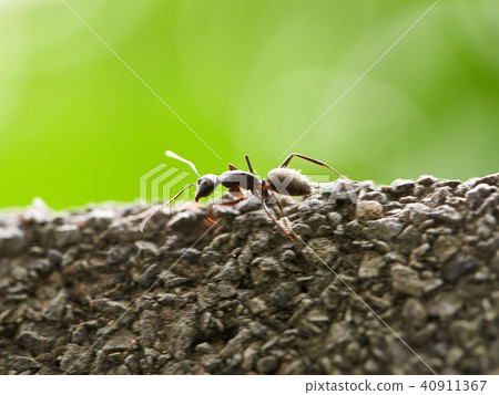 Running ant Running ant 40911367