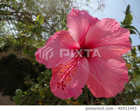 Pink hibiscus in full bloom Pink hibiscus in full bloom 40911443