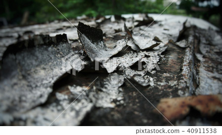 Rust Rust 40911538