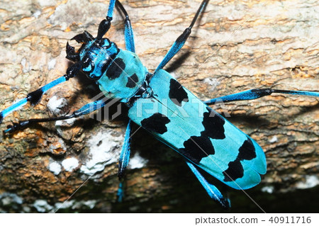 Ruri Boshikiki 40911716