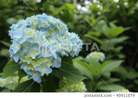 繡球 繡球 40911879