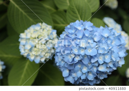 Blue hydrangea Blue hydrangea 40911880