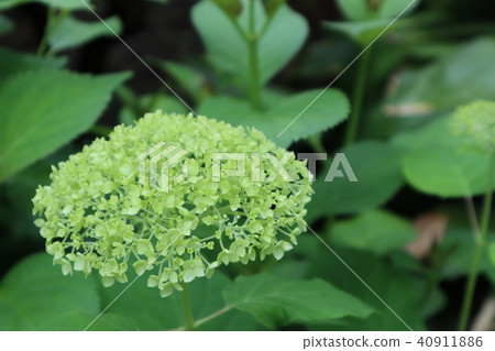 白色繡球花 40911886