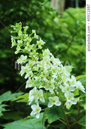 西方繡球花 40911897
