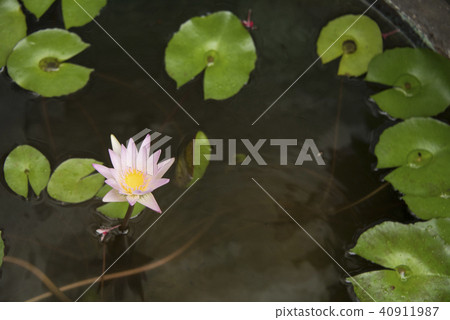 水缸中帶著雨珠的睡蓮 40911987