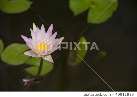 水缸中帶著雨珠的睡蓮 水缸中帶著雨珠的睡蓮 40911989