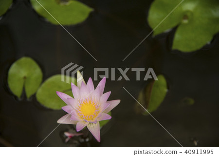 水缸中帶著雨珠的睡蓮 40911995