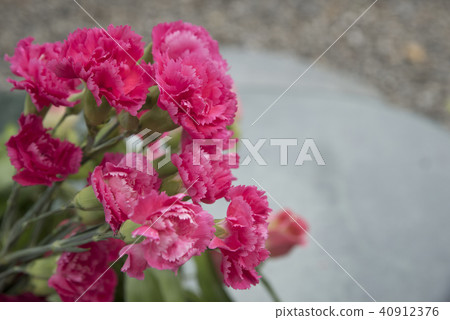 康乃馨花束 40912376