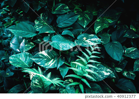 Tropical green leaves on dark background. Tropical green leaves on dark background. 40912377