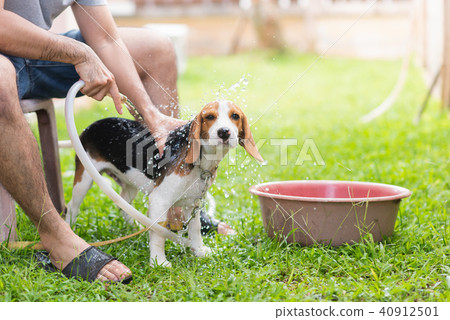 Cute puppy beagle taking a shower 40912501