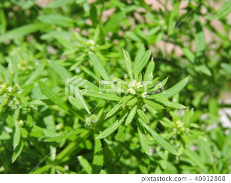 砍肉刀 砍肉刀 40912808