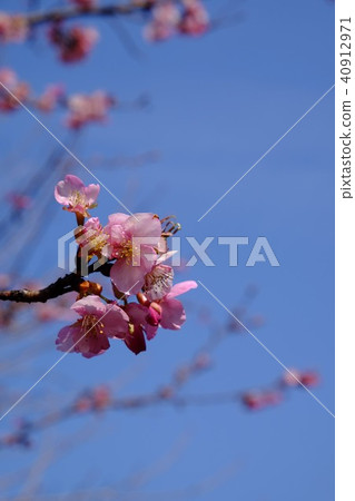 河津櫻花 40912971