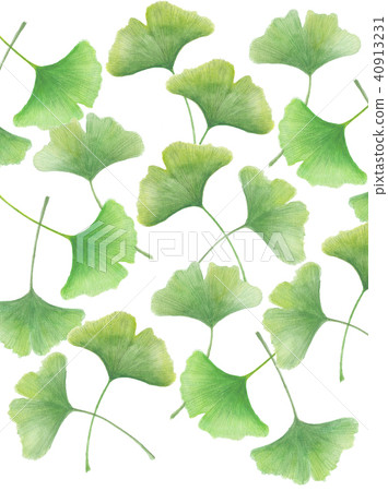 銀杏葉 銀杏葉 40913231