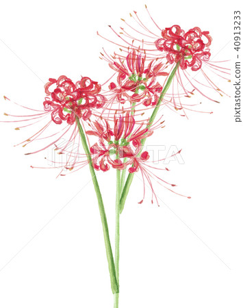 Cluster amaryllis 40913233