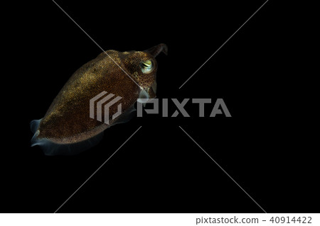 Cuttlefish or cuttles are marine animals Cuttlefish or cuttles are marine animals 40914422