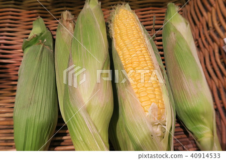 Corn 40914533