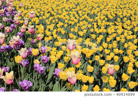 Beautiful spring background with colorful tulips 40914899