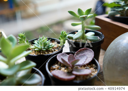A small cactus in a plastic pot. Variety of  40914974