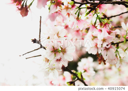 Macro Single  pink sakura in the Tianyuan Temple 40915074
