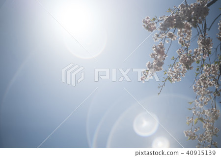 櫻桃樹 40915139