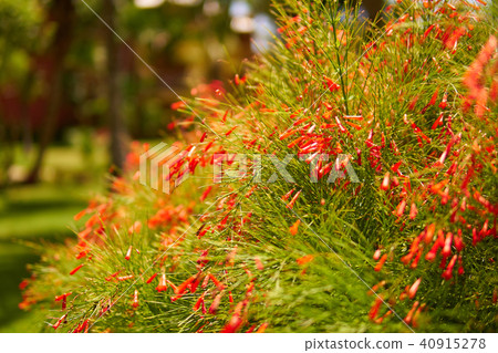 Close-up view of beautiful tropical flower of red color on green bush. Macro shot depth of field Close-up view of beautiful tropical flower of red color on green bush. Macro shot depth of field 40915278