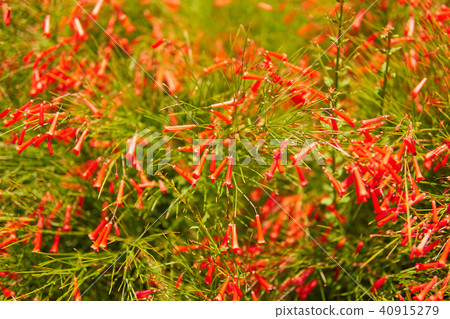 Close-up view of beautiful tropical flower of red color on green bush. Macro shot depth of field Close-up view of beautiful tropical flower of red color on green bush. Macro shot depth of field 40915279