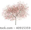 flowering peach tree isolated on white background 40915359