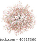 top view of flowering peach tree isolated on white 40915360