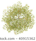 top view of peach tree with peaches isolated  40915362