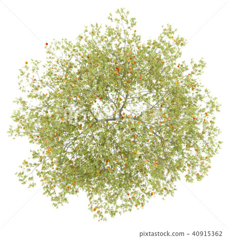 top view of peach tree with peaches isolated  40915362