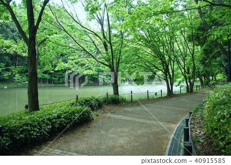 神奈川縣橫濱市都筑區市營地鐵“中南站”Maebukuro-ku街“都筑中央公園”池塘長廊 40915585
