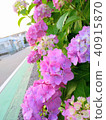 Hydrangea hydrangea hydrangea 40915870