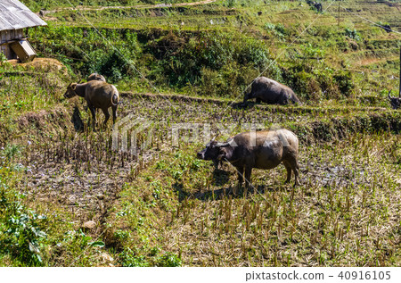 Buffalo grazing on the field 40916105