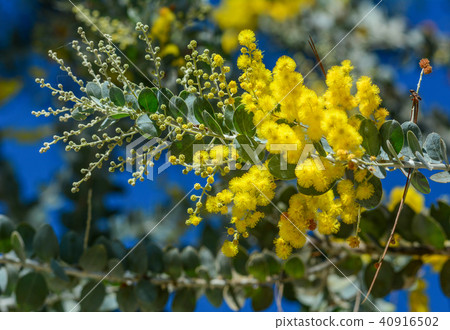Branches of flowering mimosa 40916502