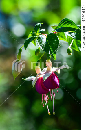 Pink and purple Fuchsia flowers Pink and purple Fuchsia flowers 40916504
