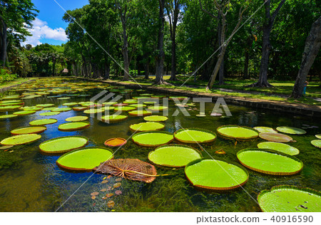 Giant water lilies (Victoria Amazonica) 40916590