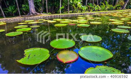 Giant water lilies (Victoria Amazonica) 40916592