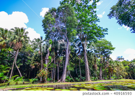 Trees in botanic garden Trees in botanic garden 40916593