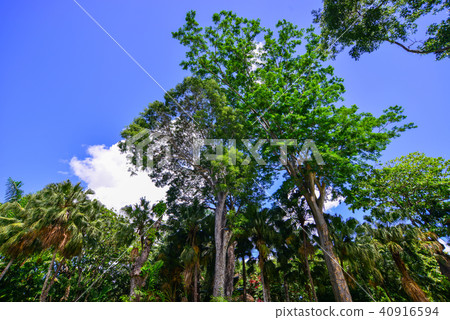Trees in botanic garden 40916594