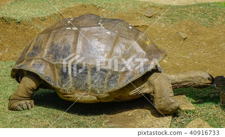 Giant turtle at the park 40916733