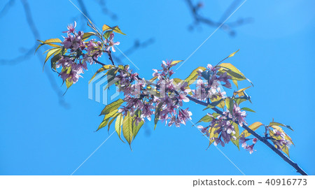 Cherry blossom under blue sky in spring time Cherry blossom under blue sky in spring time 40916773